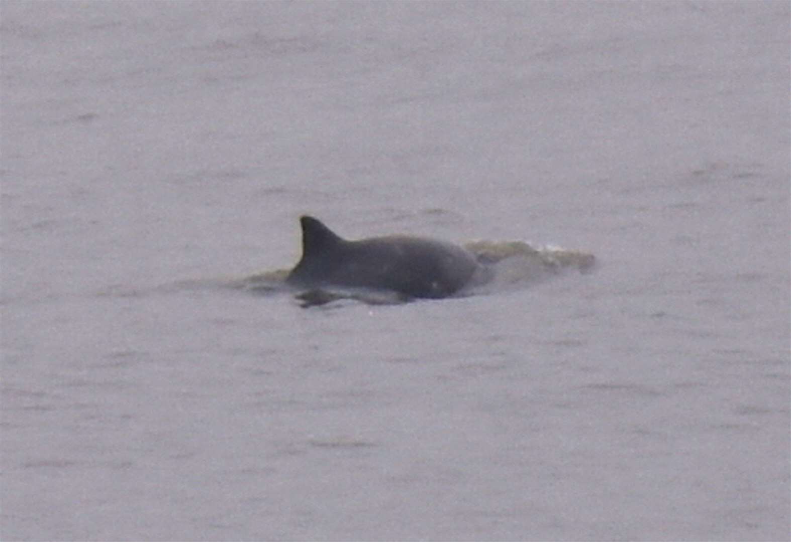 Harbour porpoise spotted swimming in River Thames near Gravesend Town Pier
