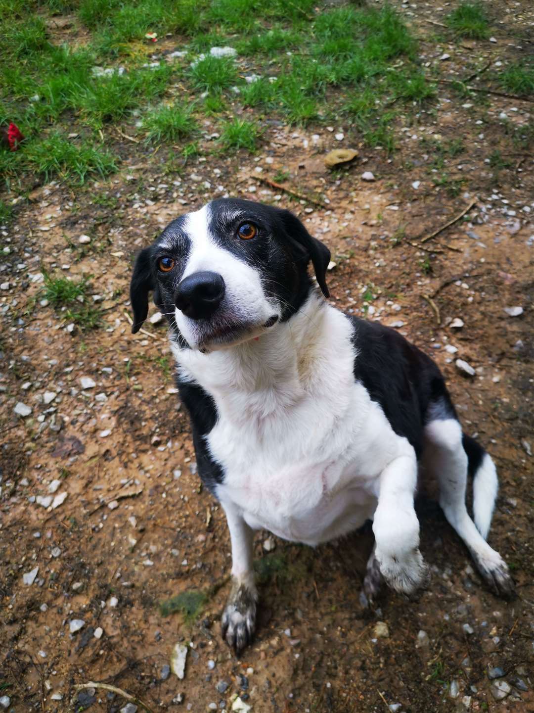 Affectionate Dog Needs A Home After 10 Years In A Rescue Centre