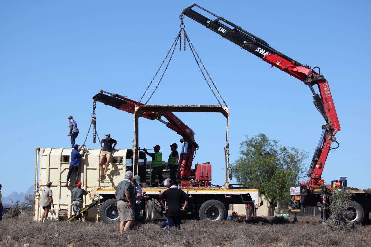 Preparing the travel crate for the elephant's transport