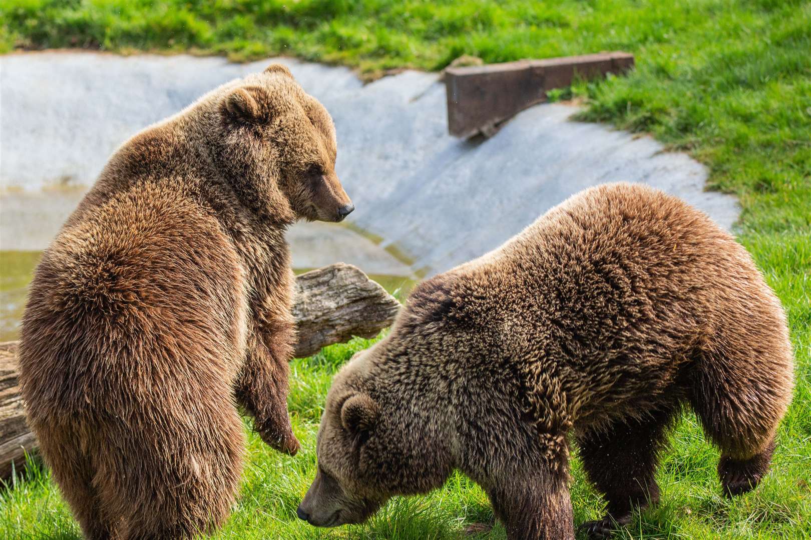 The animals escaped their enclosure across a fallen tree (ZSL Whipsnade/PA)