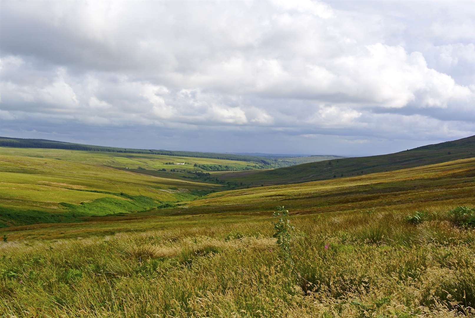 Langholm Moor could become the site of a vast new nature reserve (Tom Hutton/PA)