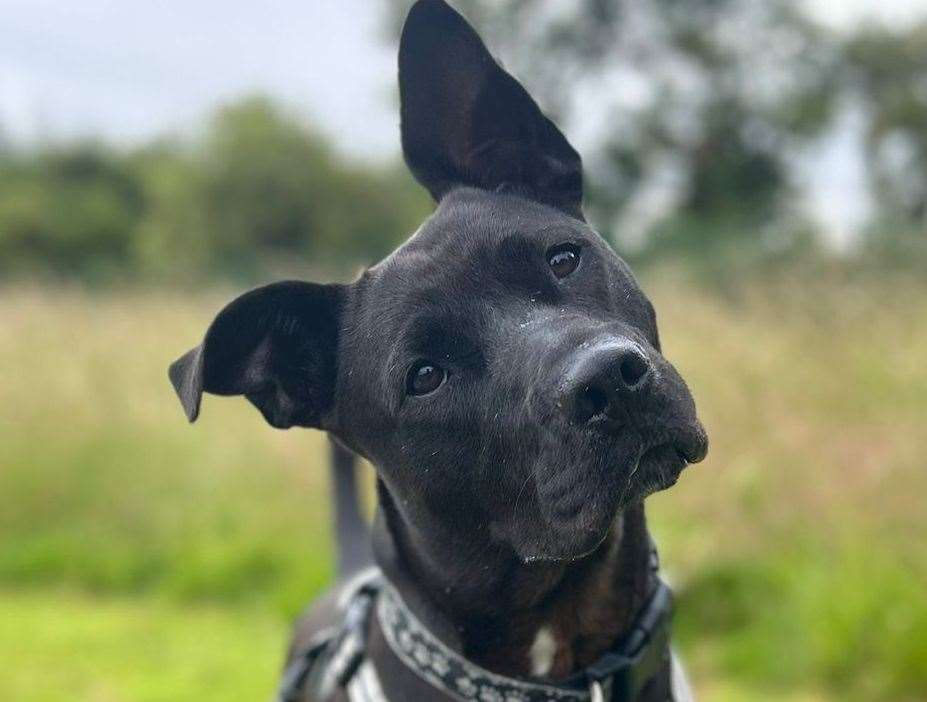 Raza was found abandoned in woods after being hit by a car. Picture: RSPCA