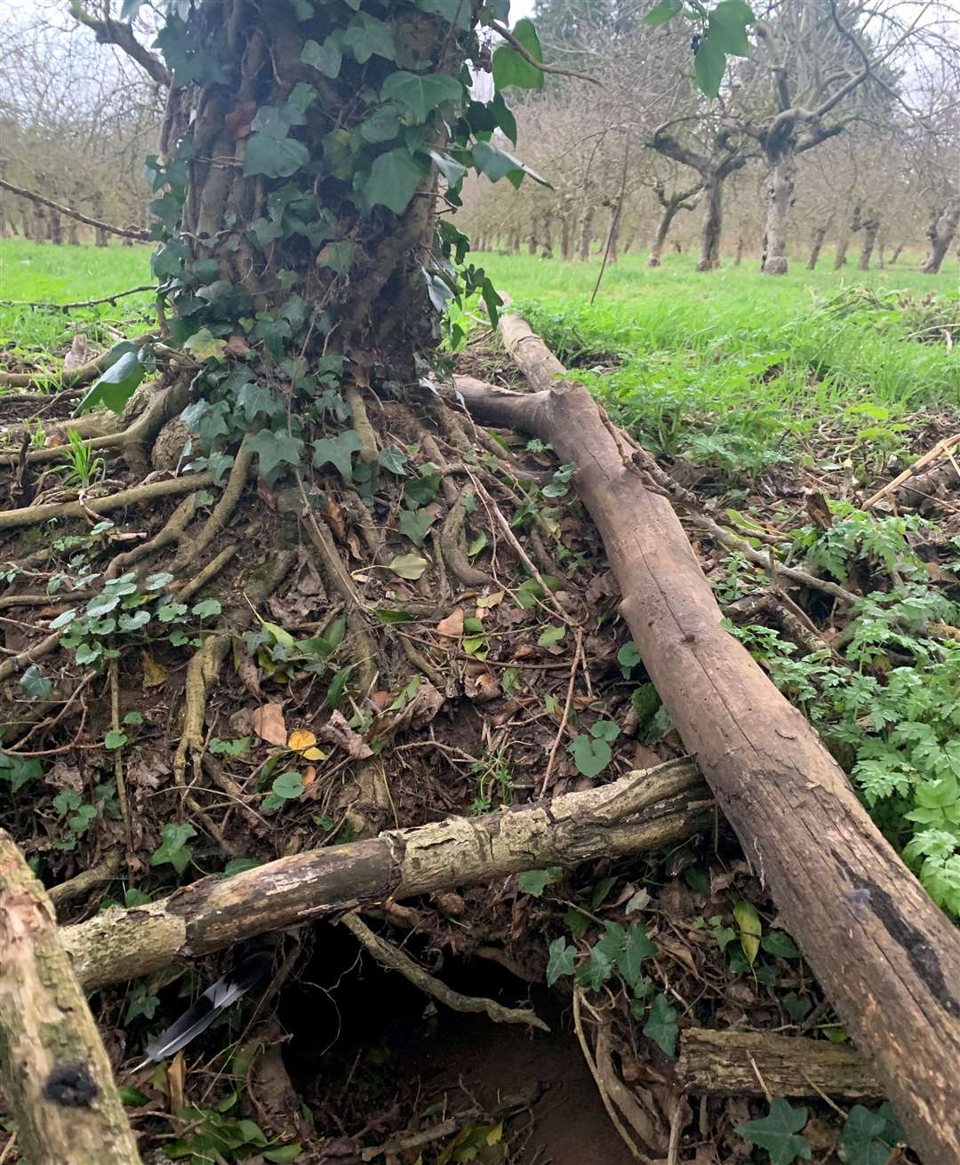 A surviving entry to the badger sett - with the orchard at Ivy Farm pictured behind