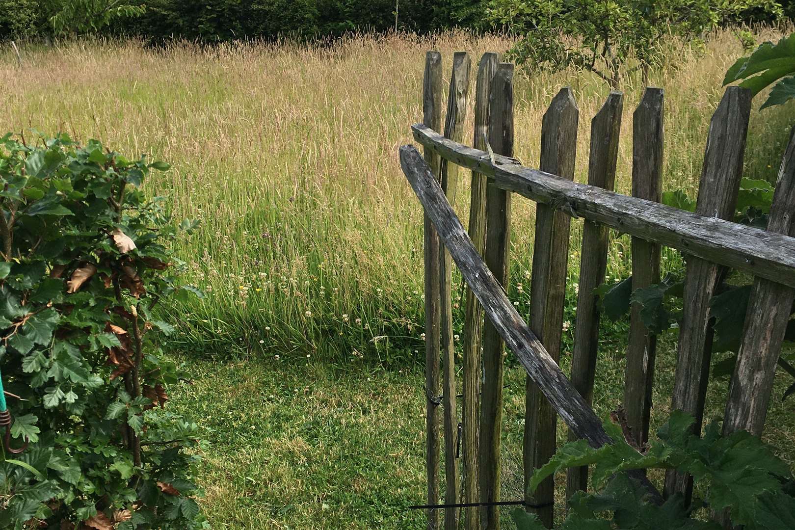 The gardens at Fox Cottages are home to several varieties of fruit trees. Picture: National Garden Scheme