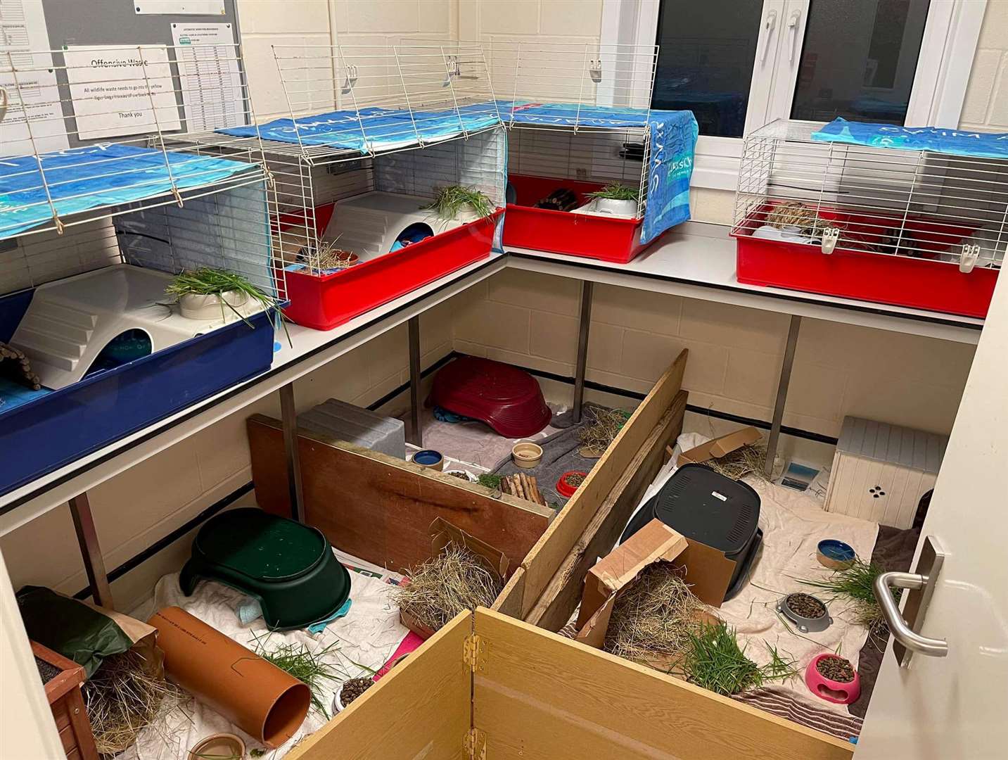 The RSPCA in Leybourne has run out of room for their rescued guinea pigs. Picture: RSPCA