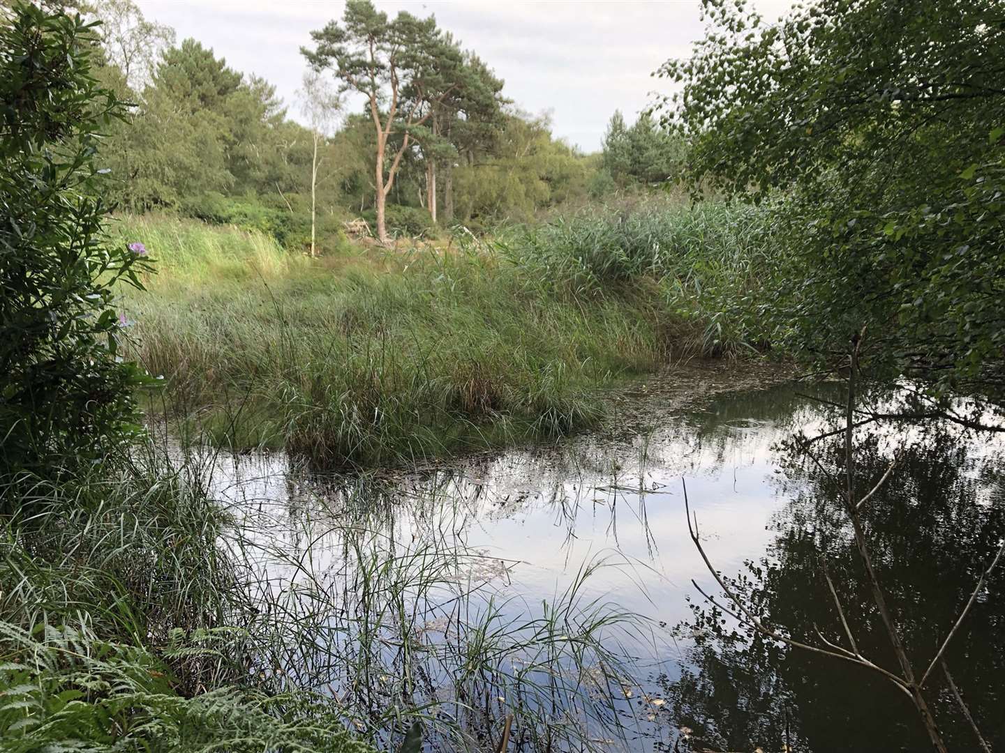 Loss of habitat is one of the main drivers for species decline, Natural England said (Emily Beament/PA)