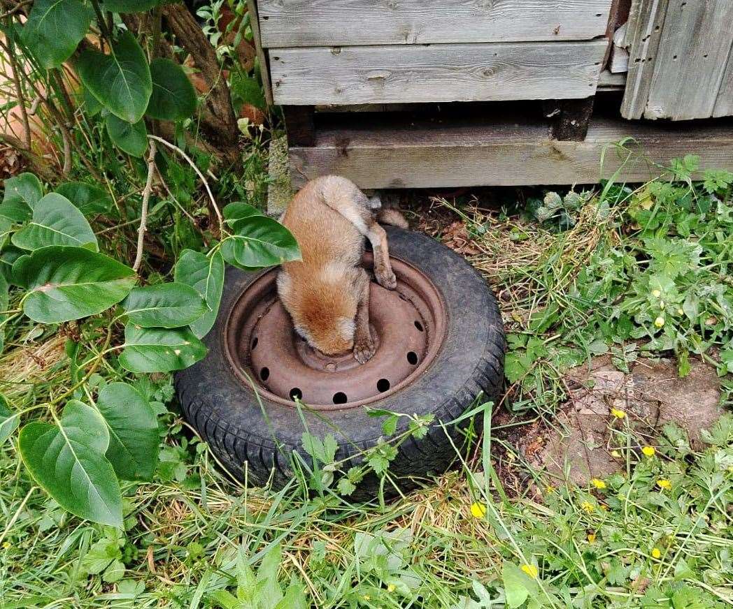 How Sophie and Jon Folwer found Fifi the fox in their garden in Herne Avenue, Herne Bay. Picture: Sophie Folwer
