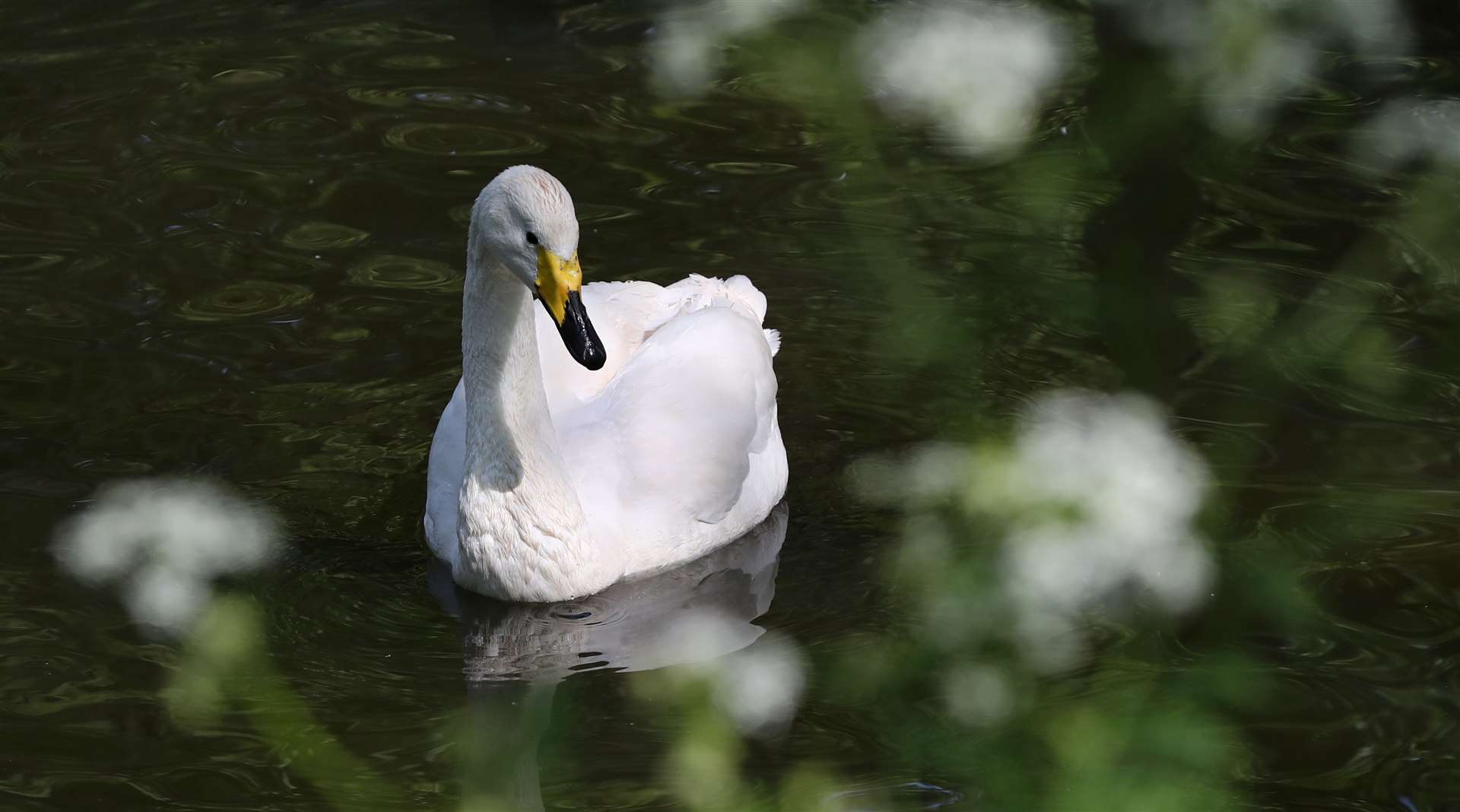 Pickles the whooper swan turned 30 in June (Gareth Fuller/PA)