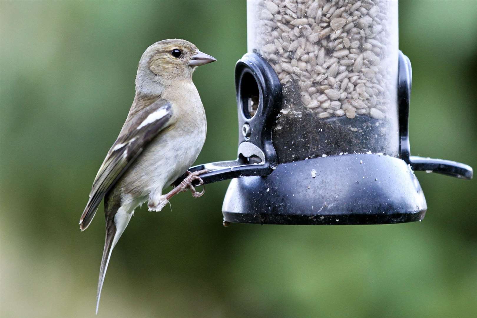 Feeders should be cleaned weekly and water bowls daily, says the RSPCA