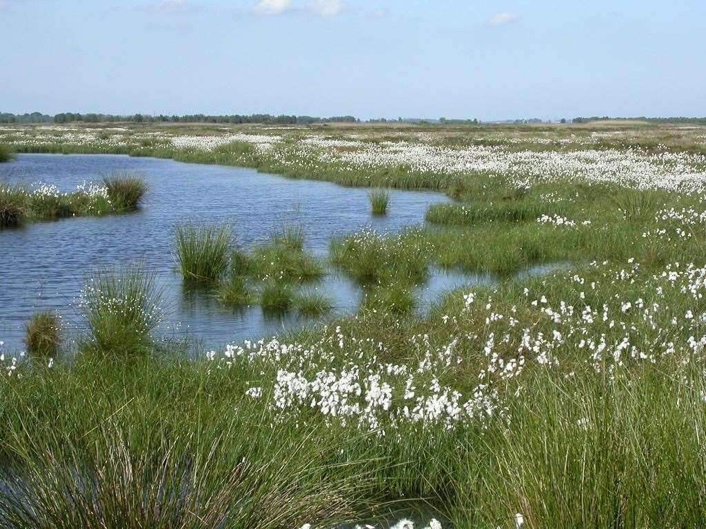 Thorne Moor at the Humberhead Peatlands National Nature Reserve (Peter Roworth/Natural England)