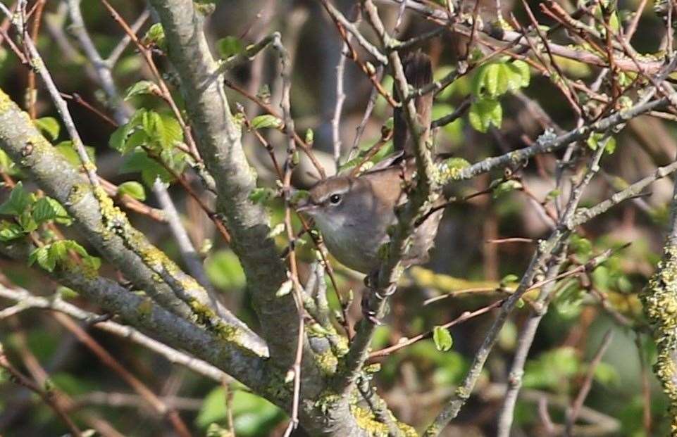 A Cetti's warbler bird pictured in earlier this month on land earmarked for development at Princes Parade in Hythe. Picture: Ian Roberts