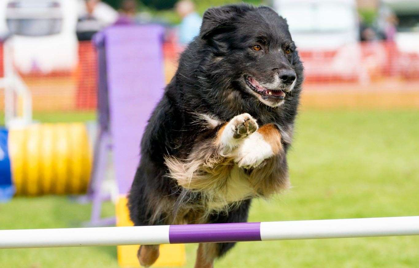 The event has attracted more than 30,000 visitors in the past. Picture: Facebook / Paws in the Park