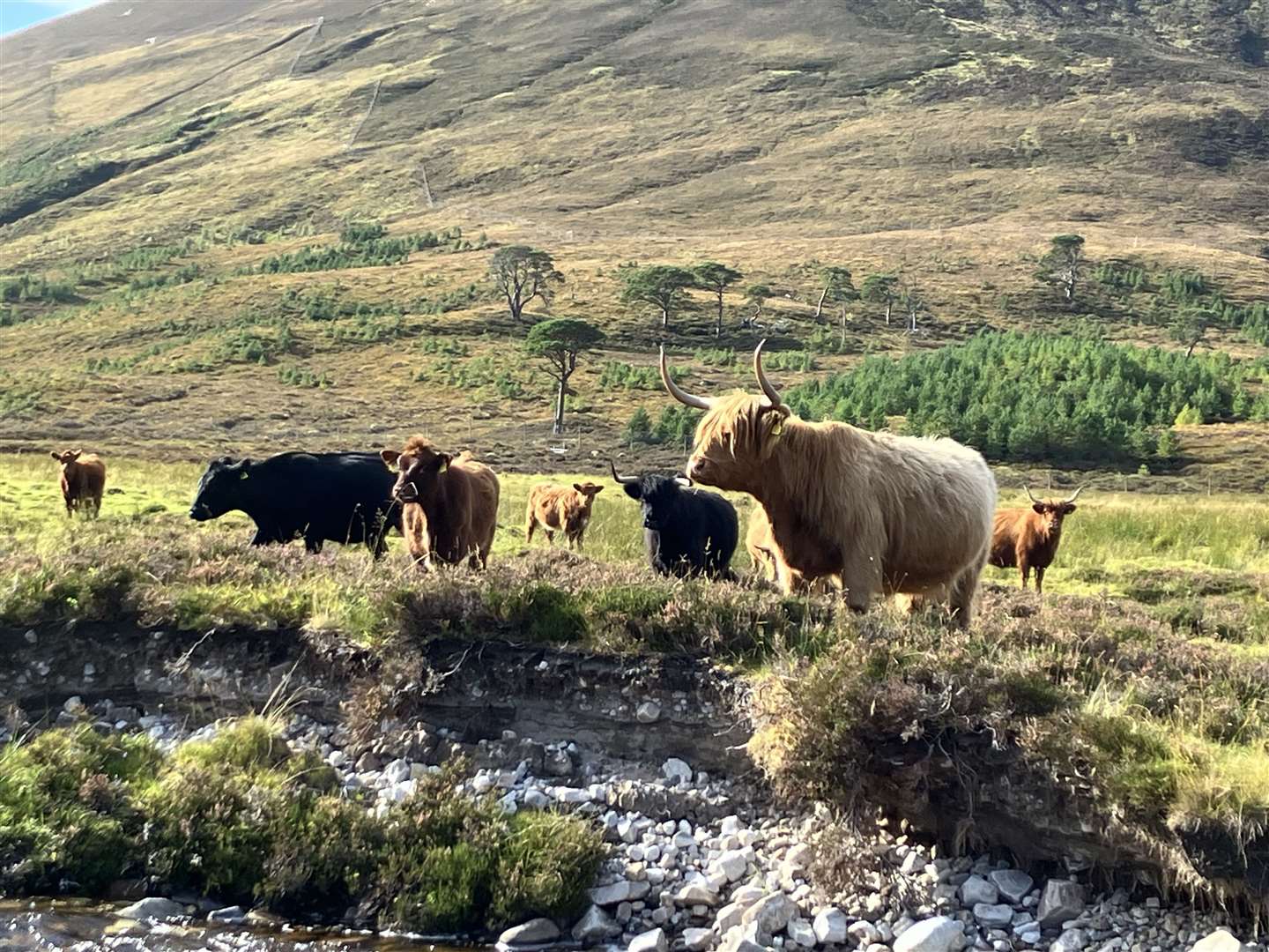 Highland cows at Alladale in Scotland that help to churn up the earth which supports seed planting (HEIF/European Nature Trust/Gethin Chamberlain/PA)