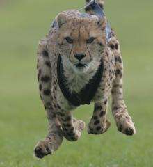 Boumani the cheetah hunting rabbits.