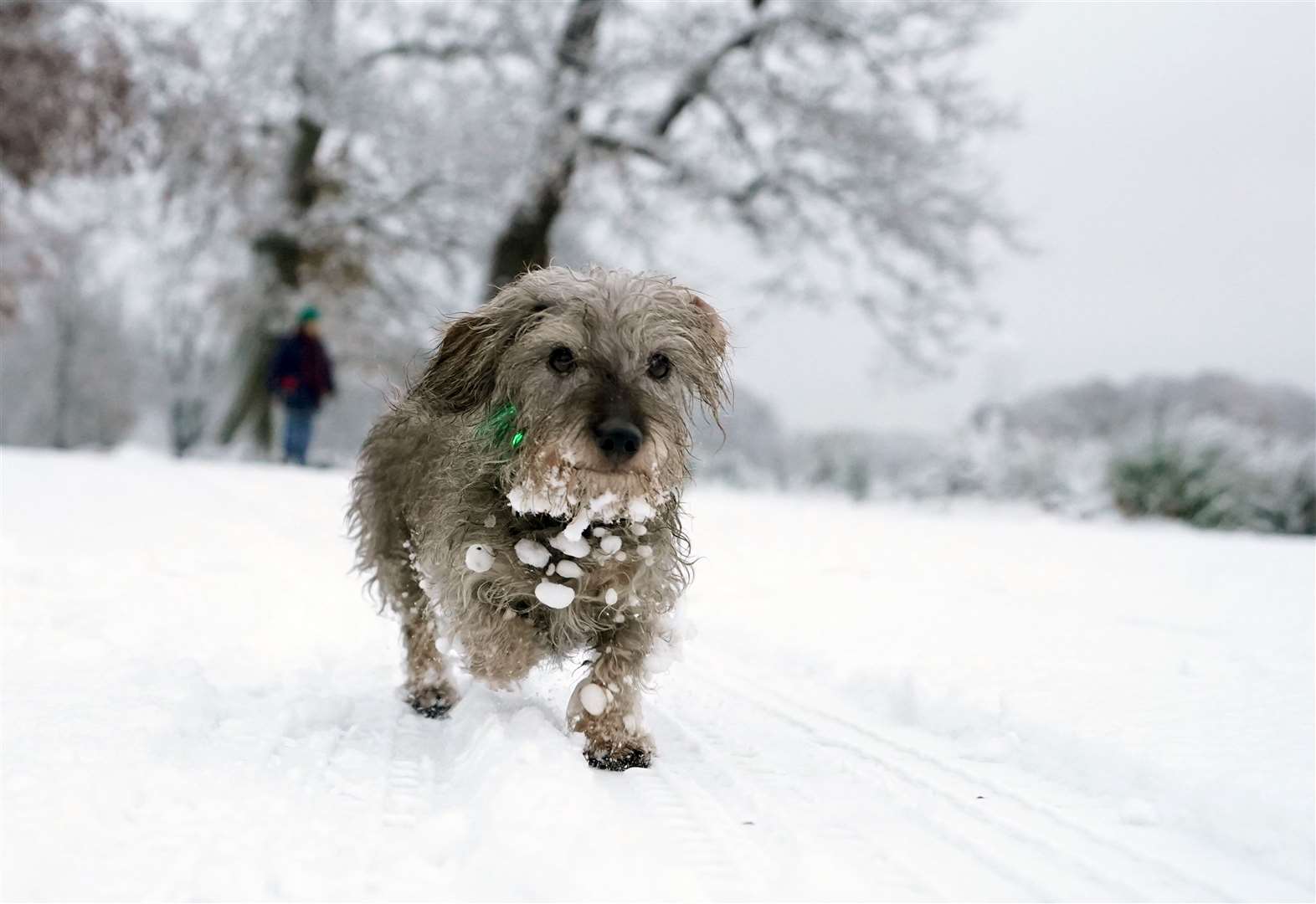 A dog enjoys the wintry conditions (James Manning/PA)