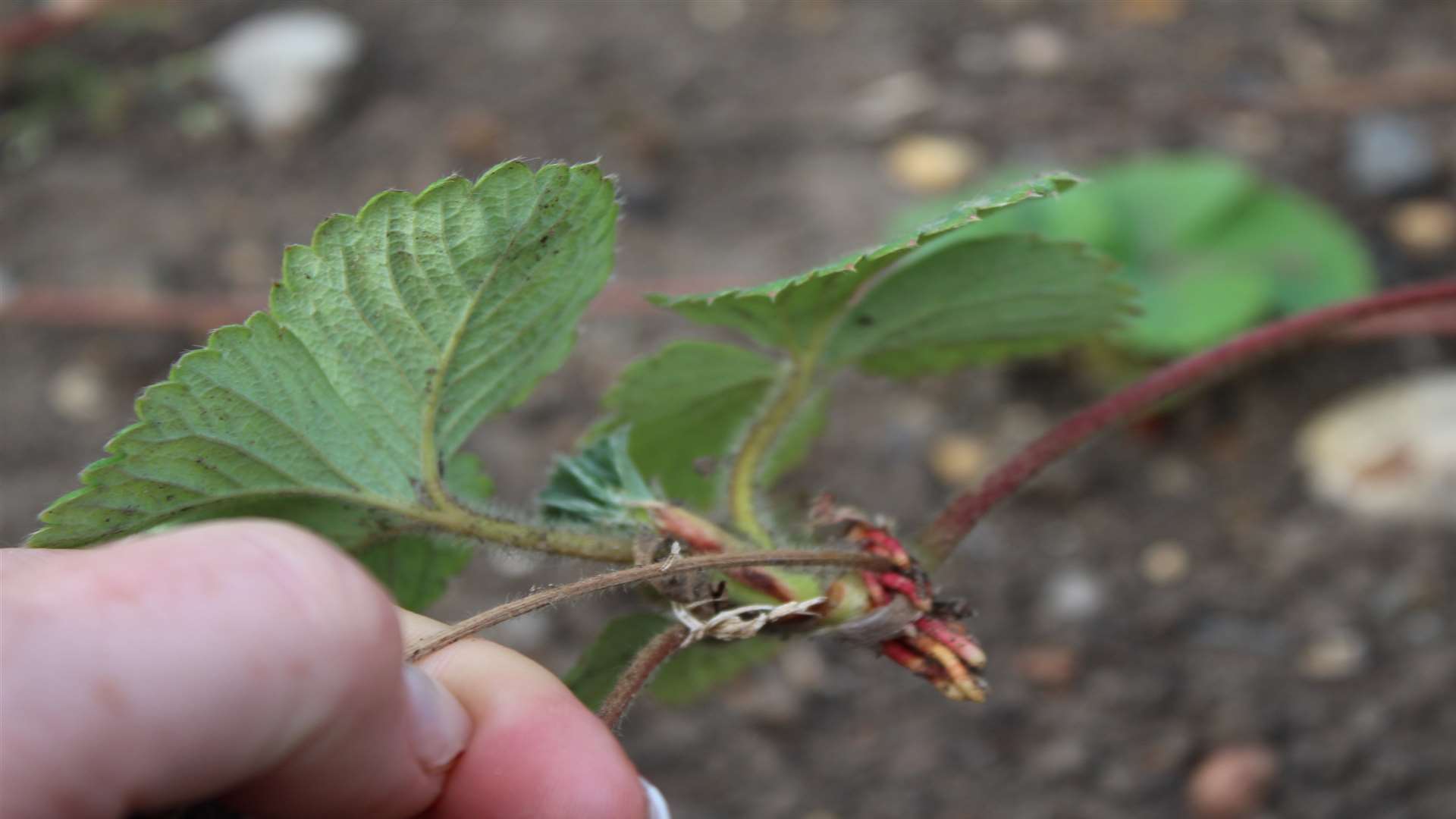 Strawberries are best planted in the spring or autumn. They prefer a sunny and sheltered position in fertile, free-draining soil.