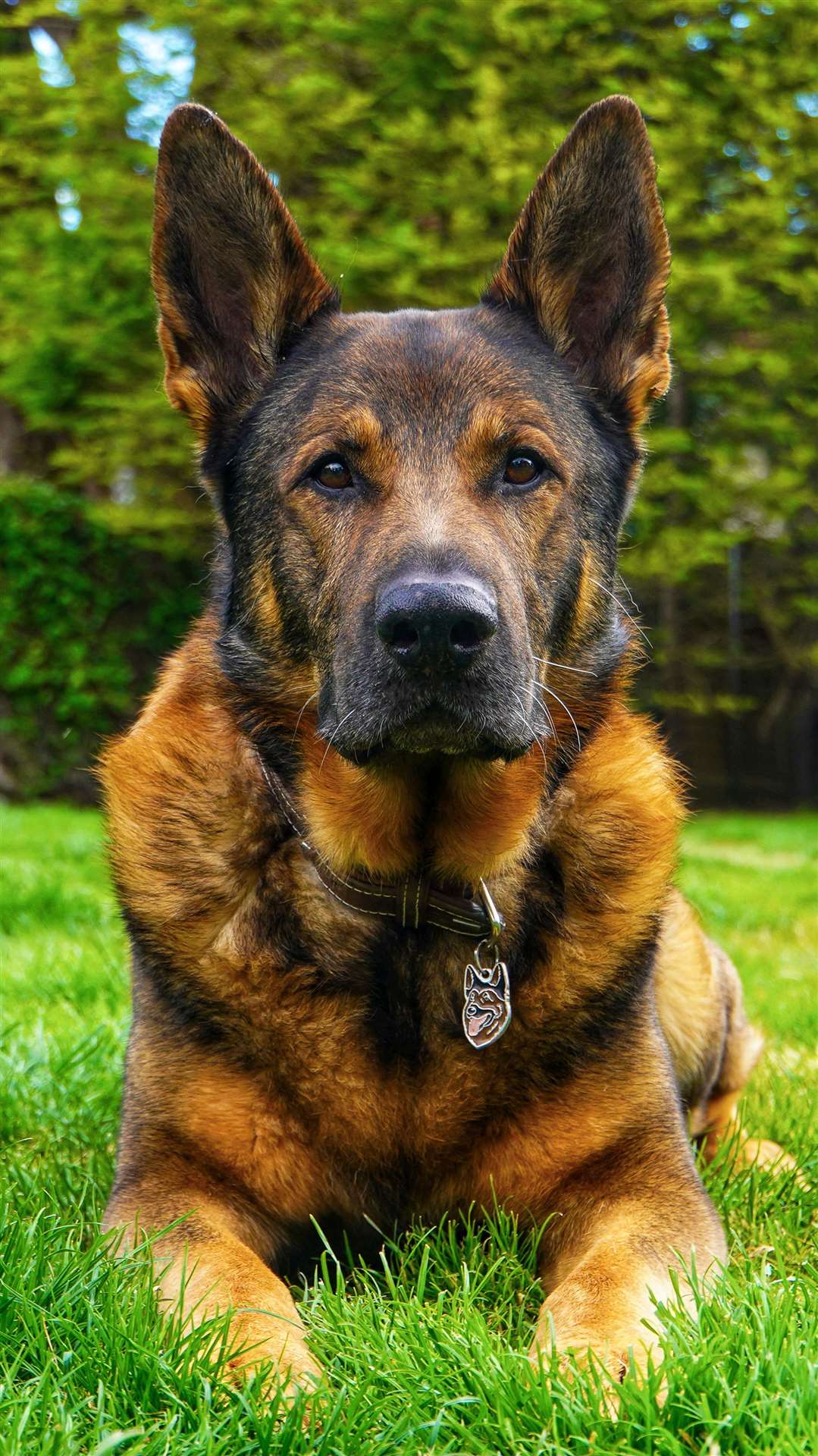 Bear continues to work as a well-being and trauma support dog for police staff (The Thin Blue Paw Foundation/PA)