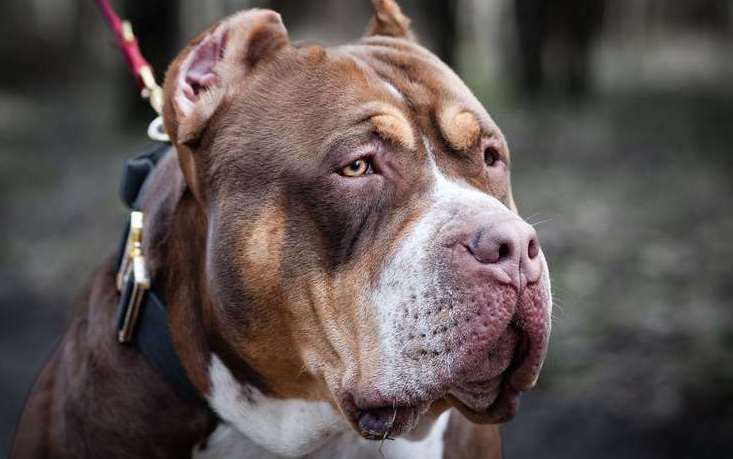 XL Bully owners will meet in Margate this weekend. Stock image