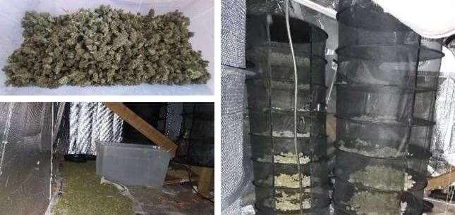 Cannabis found by police in East Farleigh near Maidstone. Picture: Kent Police