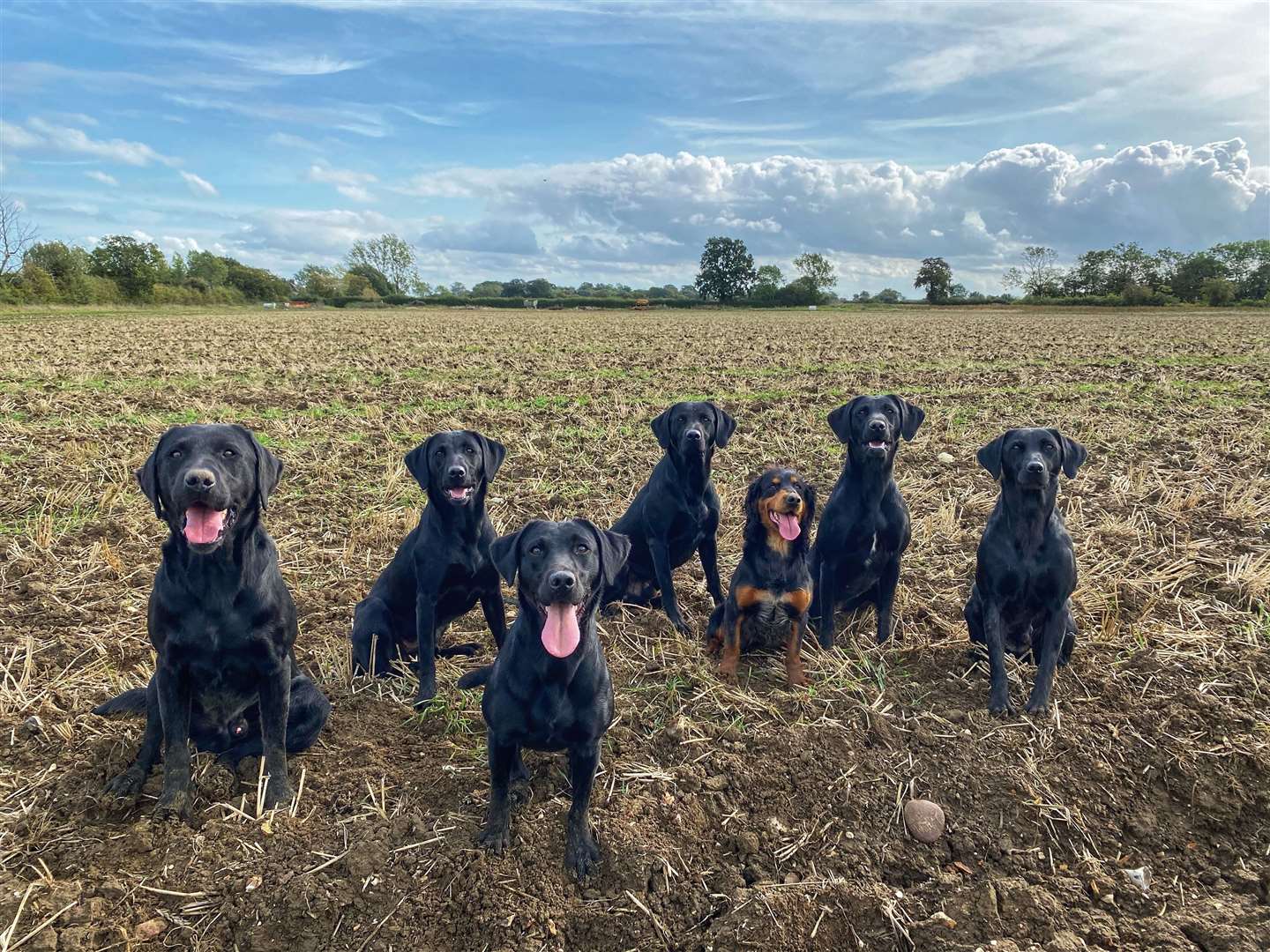 Skinner's believe working dogs are so much more than sheepdogs and sniffer dogs. Picture: Tideflow Gundogs