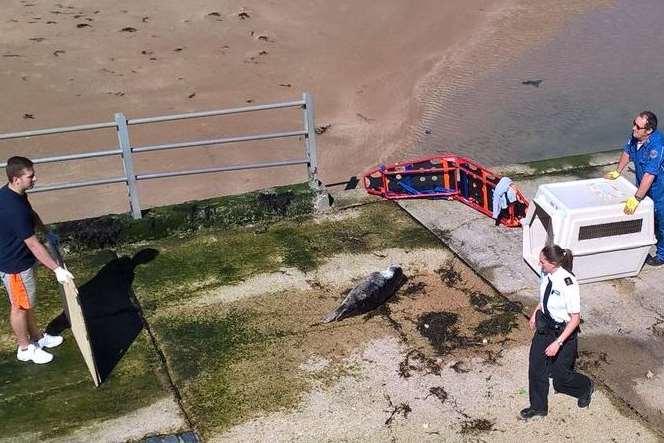 The seal was rescued from Margate seafront. Picture: Peter Davis