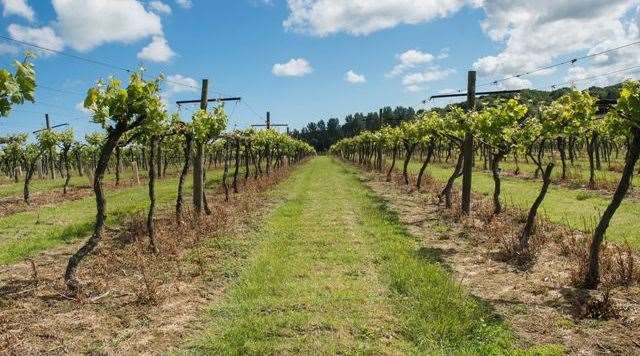 Biddenden Vineyards has been making wine for 50 years