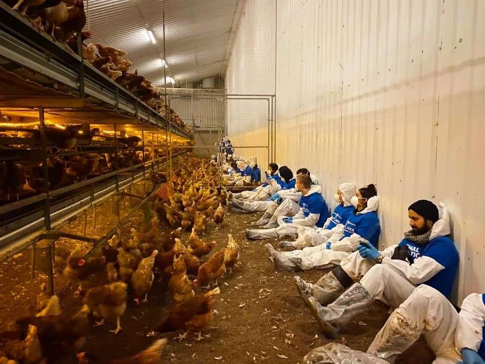 Tesco And Sainsburys In Kent Pull Eggs From Shelves After Shocking Footage Shows Dead Hens At 