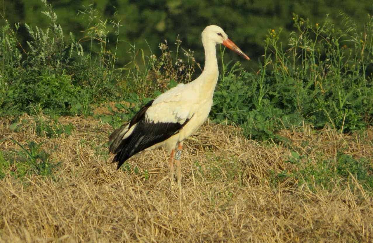 White storks have been reintroduced in the UK. Picture: George Cooper