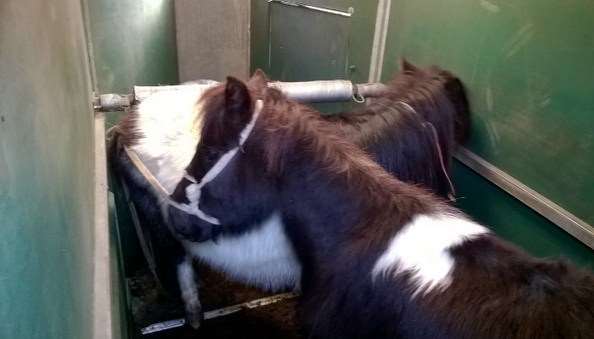 Three ponies were left in a cramped trailer