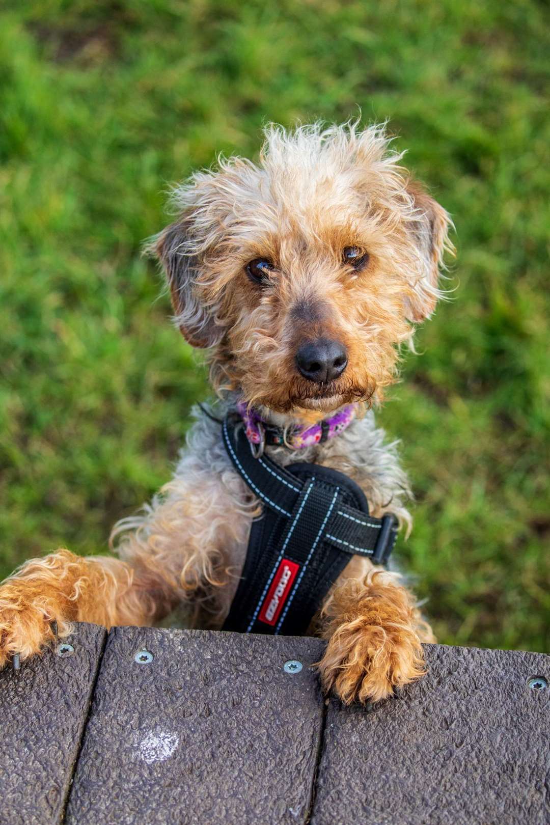 Currently struggling with life in kennels, Freya is finding solace in David Attenborough documentaries. Picture: RSPCA