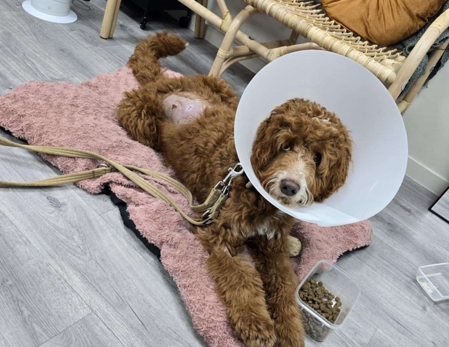 Jess Young's dog Maple has to wear a cone for 10 days following the attack