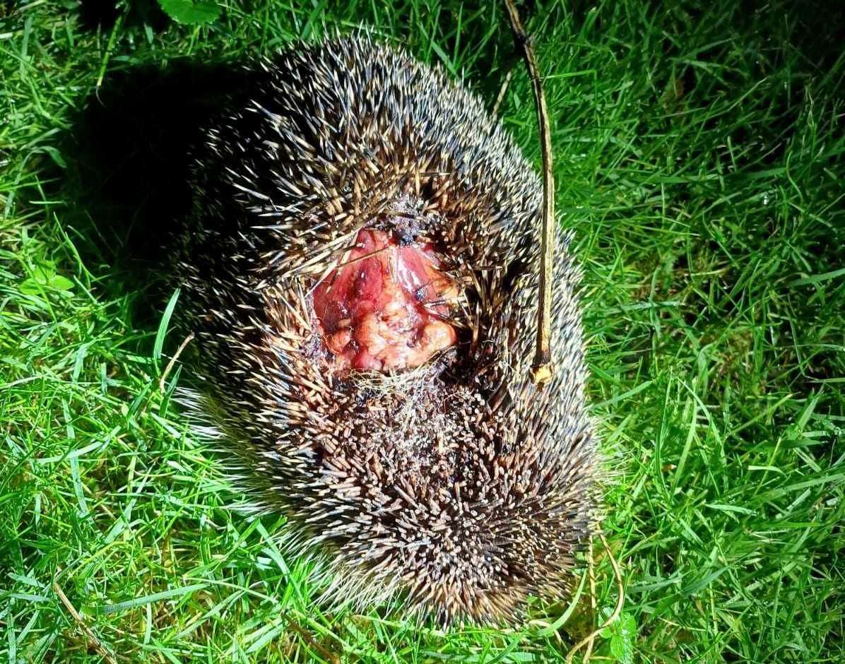 The hedgehog was taken to a rehabilitator after being found in Birchington, but sadly could not be saved. Picture: Sarah Mitchell