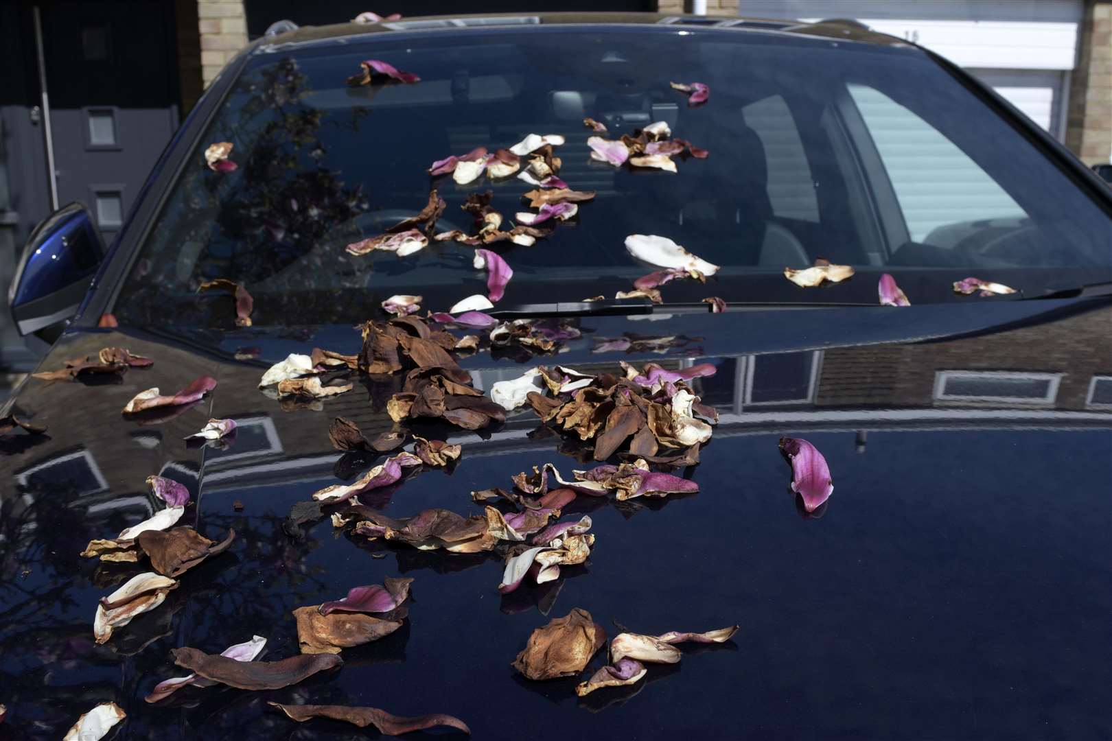 The leaves from the tree at Mr Saggs' home were flying off his bonnet as he was driving