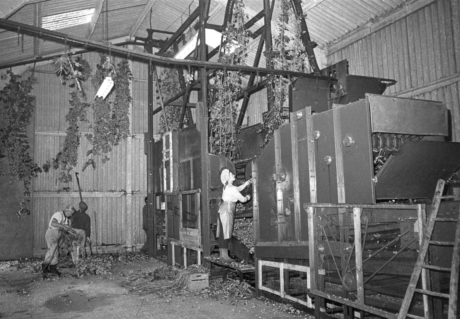 The end of a great tradition was looming in the 1950s as technology came to hop picking. Most farms, like this one in Goudhurst, eventually ended up with machines to handle the hops