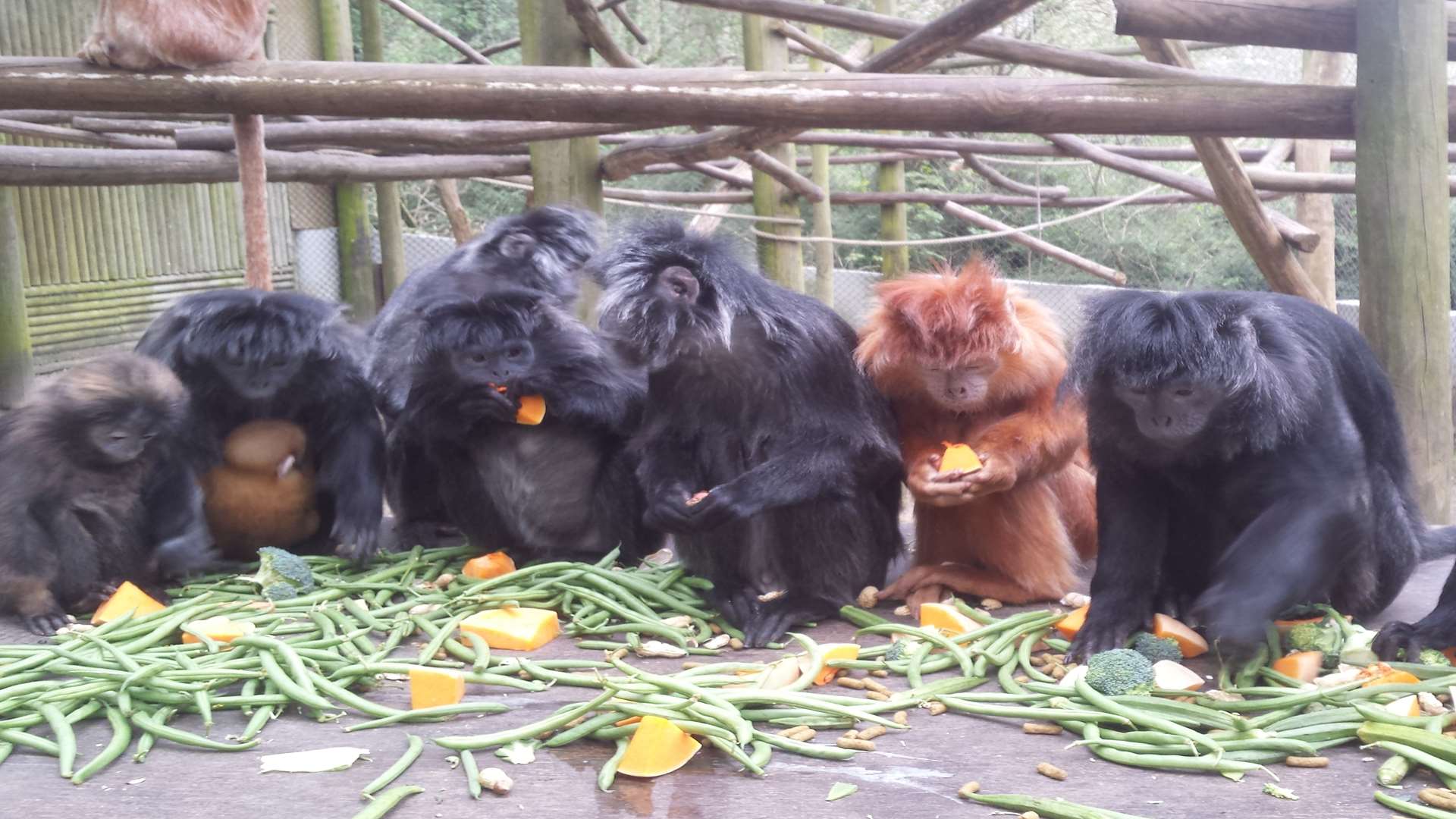 The langurs have been returned to their Indonesian habitat by the Aspinall Foundation. Picture: Aspinall Foundation