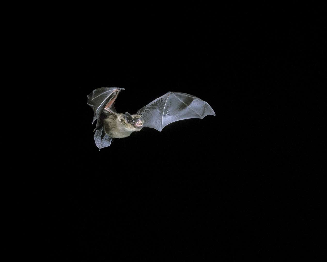 The serotine bat is one of the species found at the National Trust’s new Purbeck site (National Trust/PA)