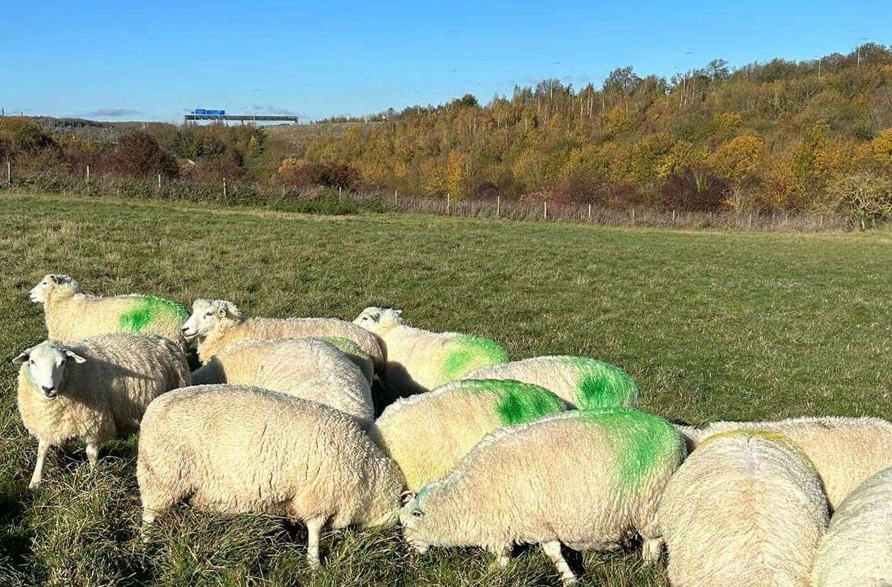 Mr Johnson owns a number of sheep across the county including in Shawstead Road, Lordswood. Picture: Highview Lamb Boxes