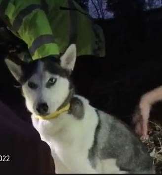A husky which was running along the tracks at Maidstone Barracks was saved on Thursday night. Picture: BTP