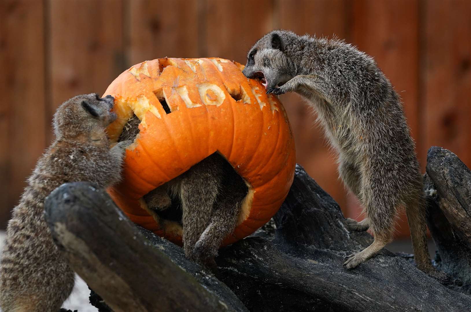 Inquisitive meerkats explore a pumpkin left in their enclosure by keepers at Blair Drummond Safari Park (Andrew Milligan/PA)