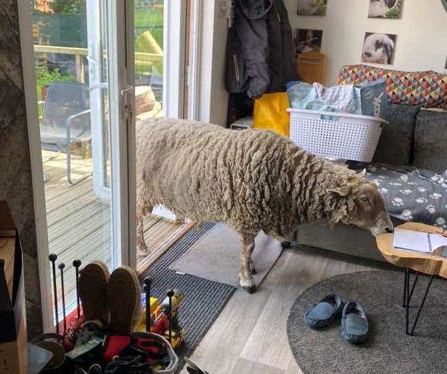 Vicky Rawbone shared a picture of her pet sheep invading her home