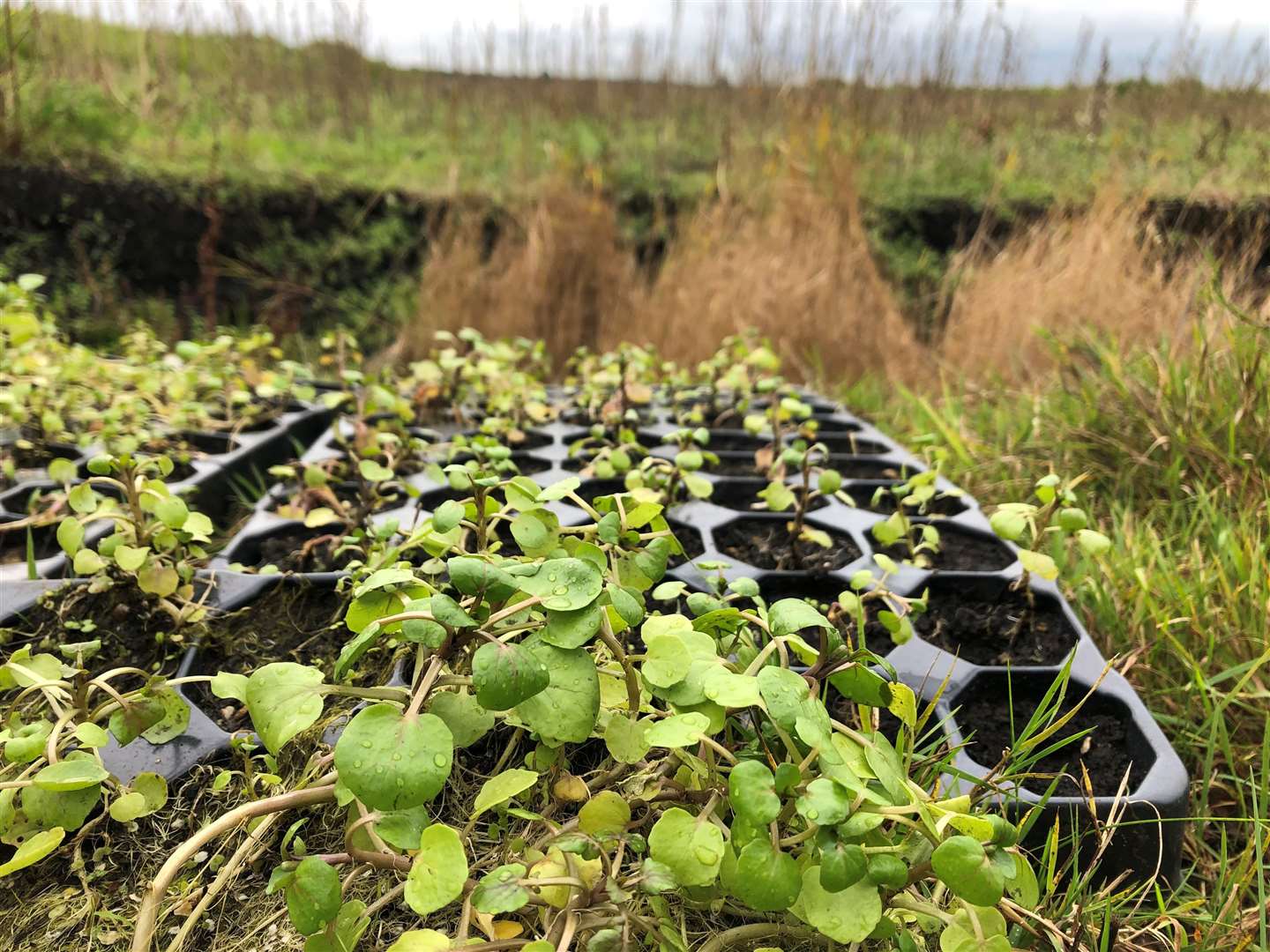 Different crops are being trialled in the Water Works wet farming scheme (Emily Beament/PA)