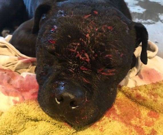 Dog fighting is illegal but still goes on around the UK. Picture: RSPCA
