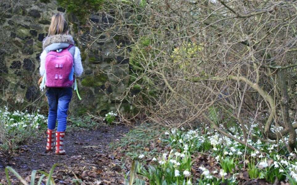 Snowdrops will be coming up soon at Great Comp Garden, though you'll only be able to see them virtually