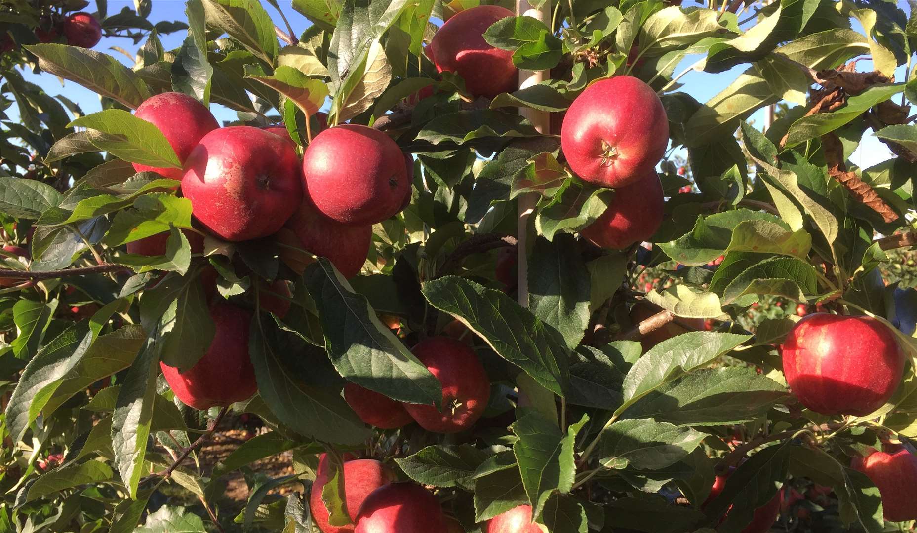 AC Goatham & Son have been able to grow their farming business to enable them to compete globally and to provide quality British fruit by ploughing their profits back into the business.