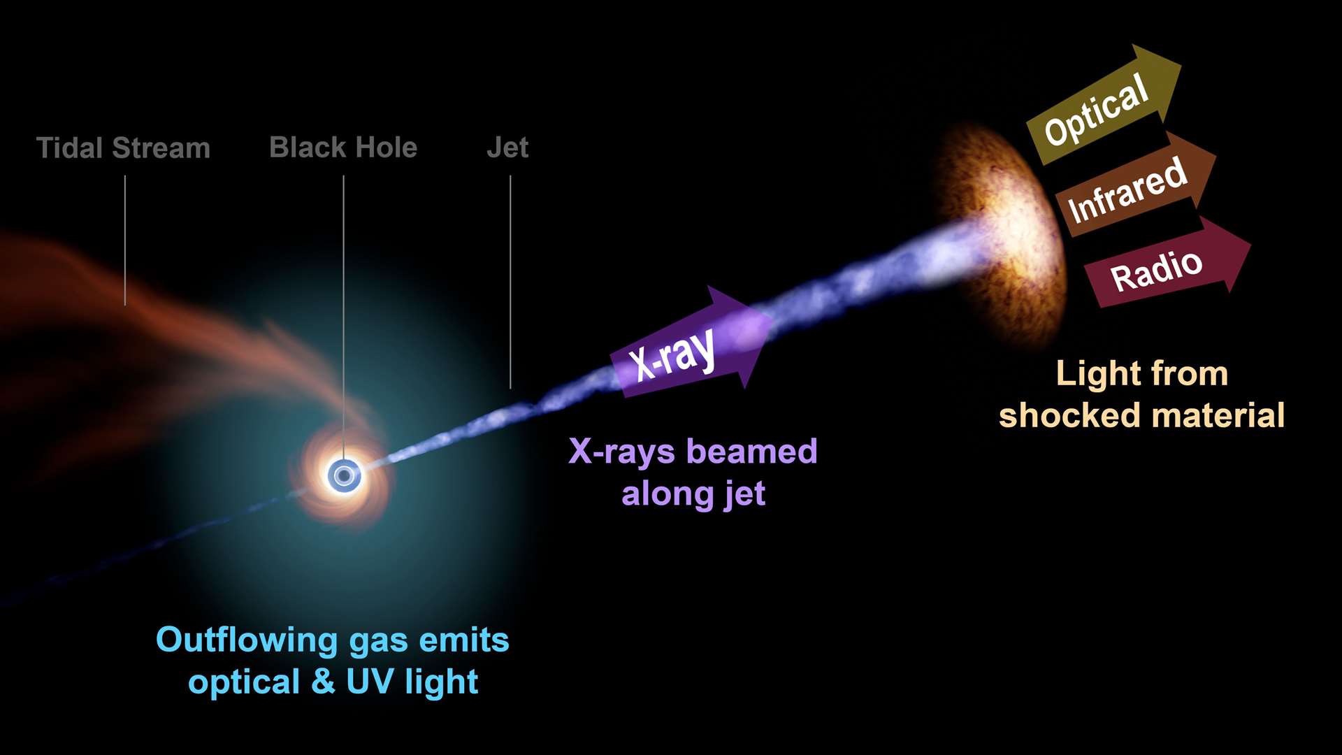 Optical, radio, and X-ray emissions produced after a tidal disruption event (Zwicky Transient Facility/R Hurt/Caltech/IPAC)