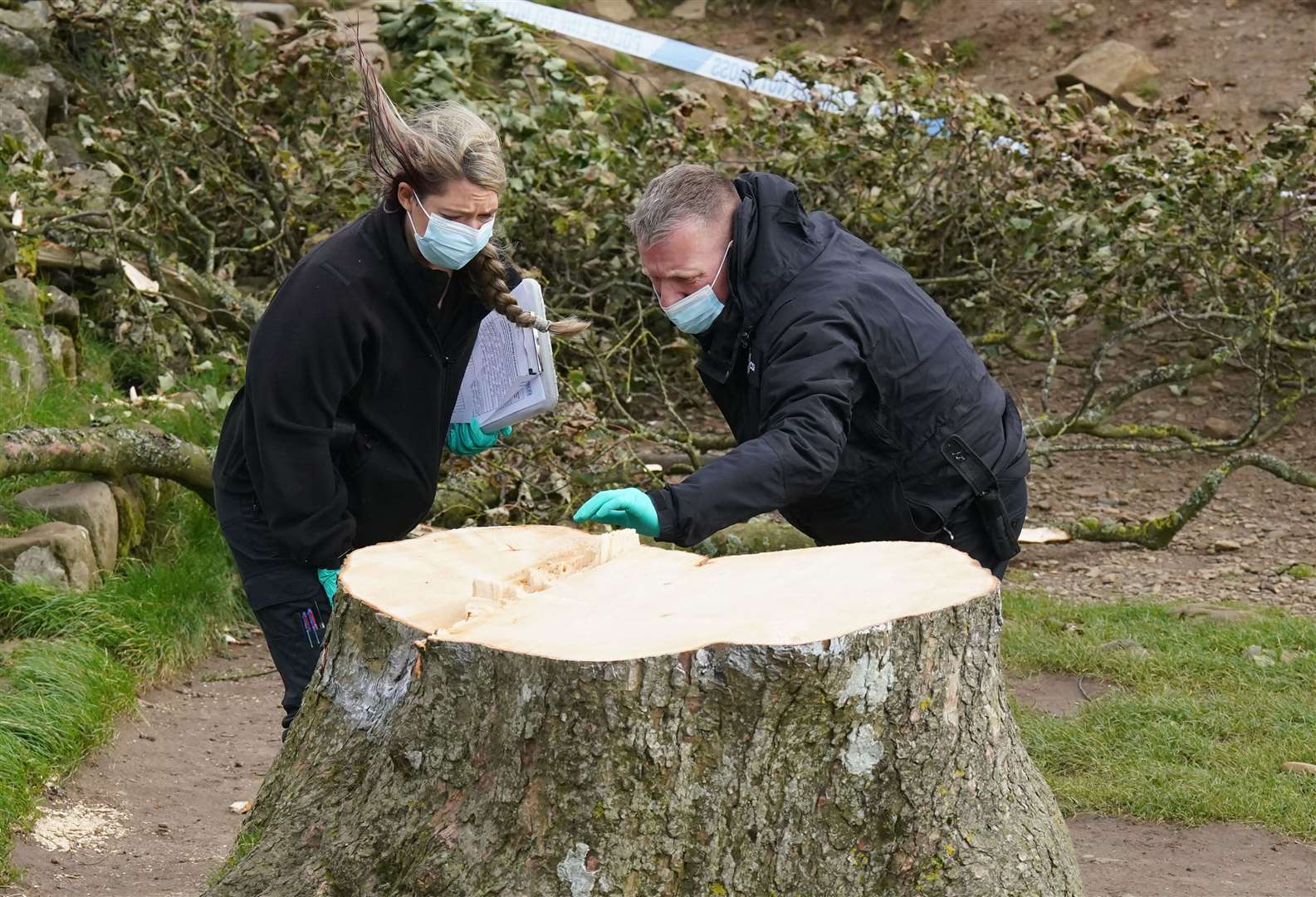 Forensic investigators from Northumbria Police examine the felled Sycamore Gap tree, on Hadrian’s Wall in Northumberland (Owen Humphreys/PA)