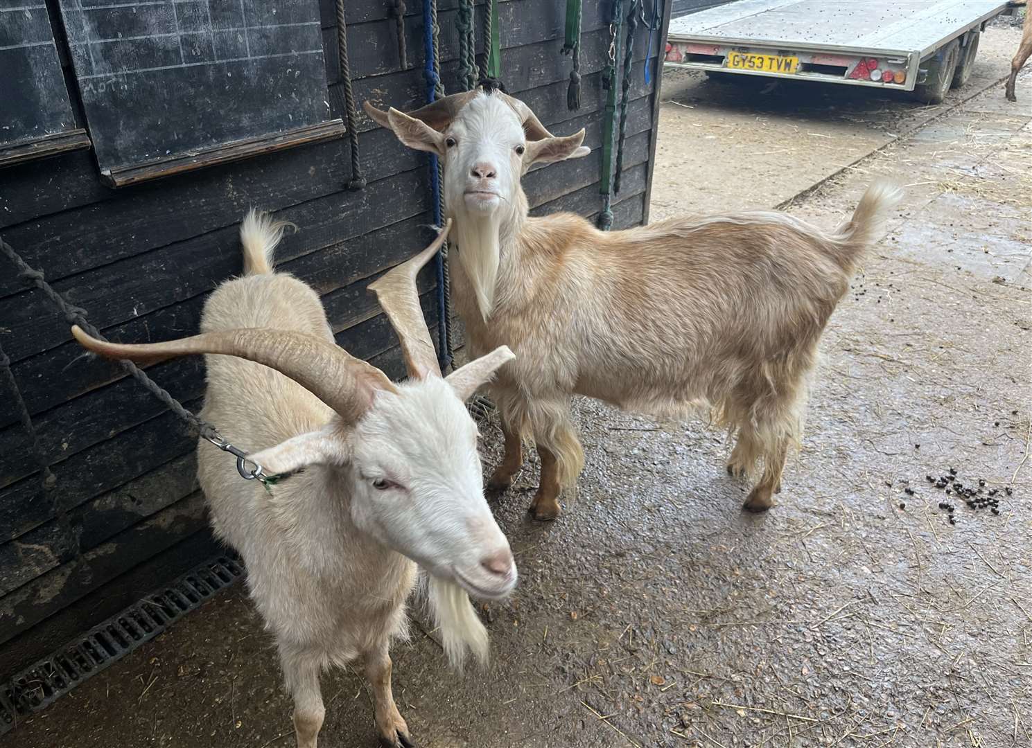 Goats Ross and Ceasar at Buttercups