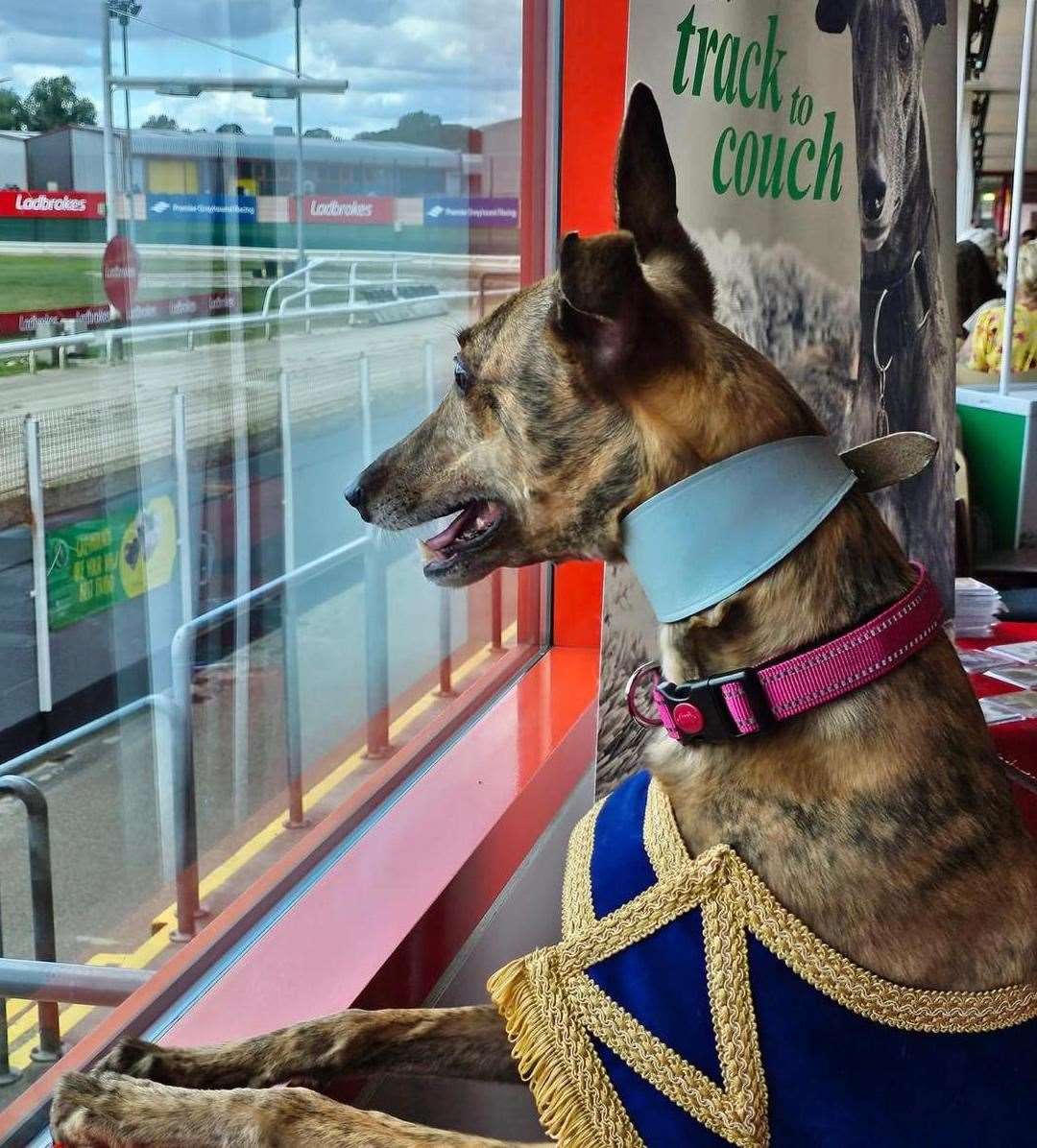 Greyhounds make excellent pets. Photo: Diana Illingworth