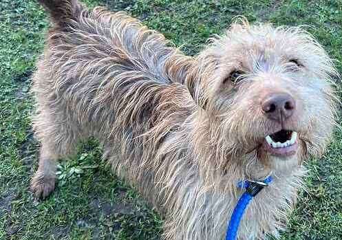 Bedlington Terrier cross Doodles. Picture: Last Chance Animal Rescue