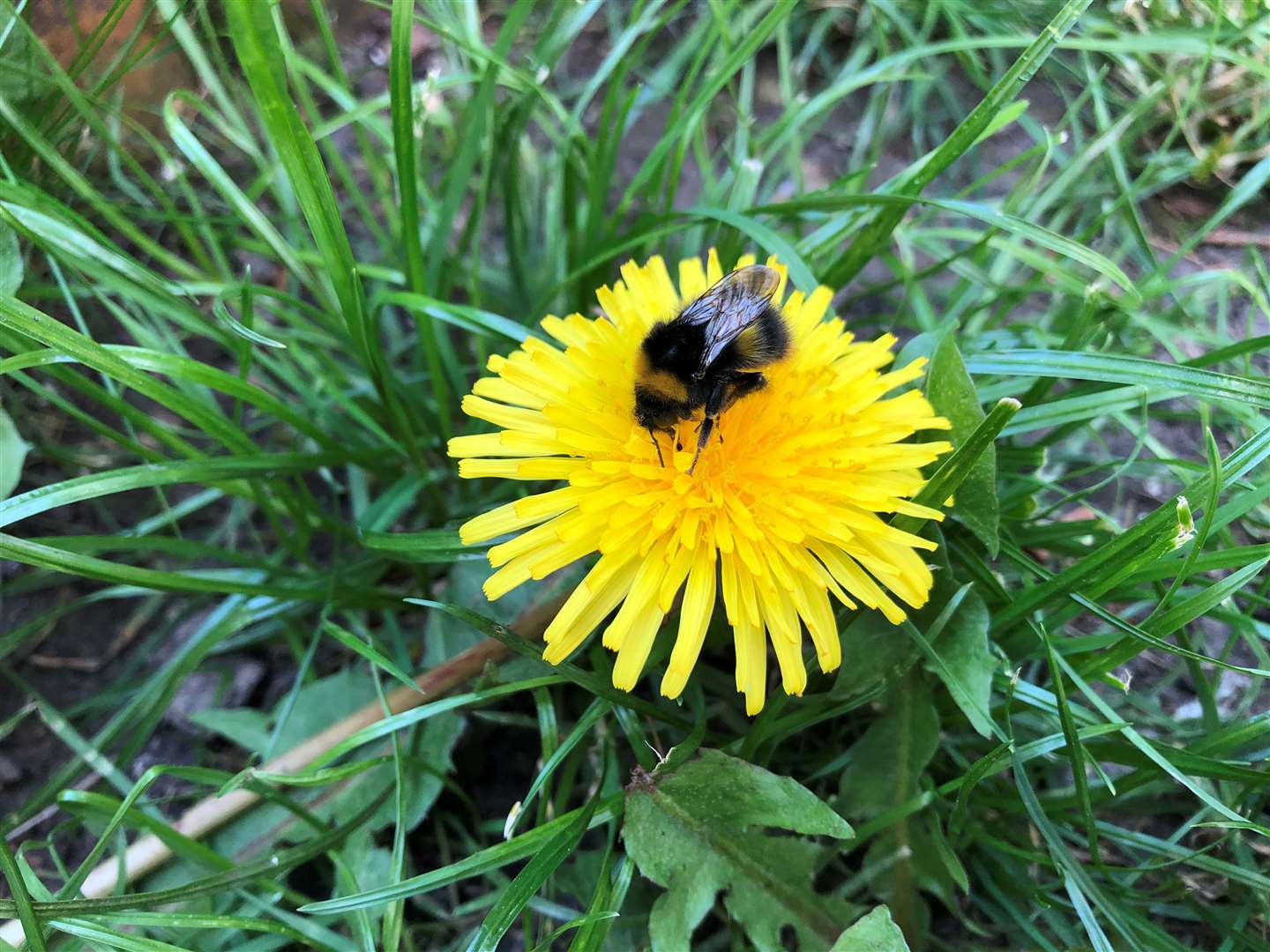 Making gardens more wildlife-friendly can help insects such as bees (Emily Beament/PA)